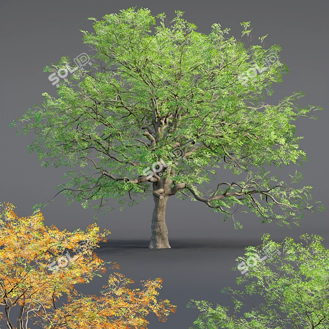  Low Poly Oak Tree Collection 3D model image 1