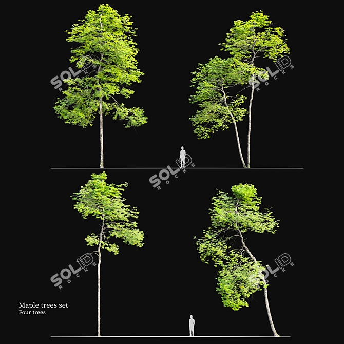 Tall Maple Trees Set with Vray Materials 3D model image 1