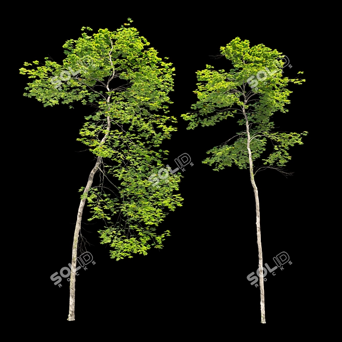 Tall Maple Trees Set with Vray Materials 3D model image 3