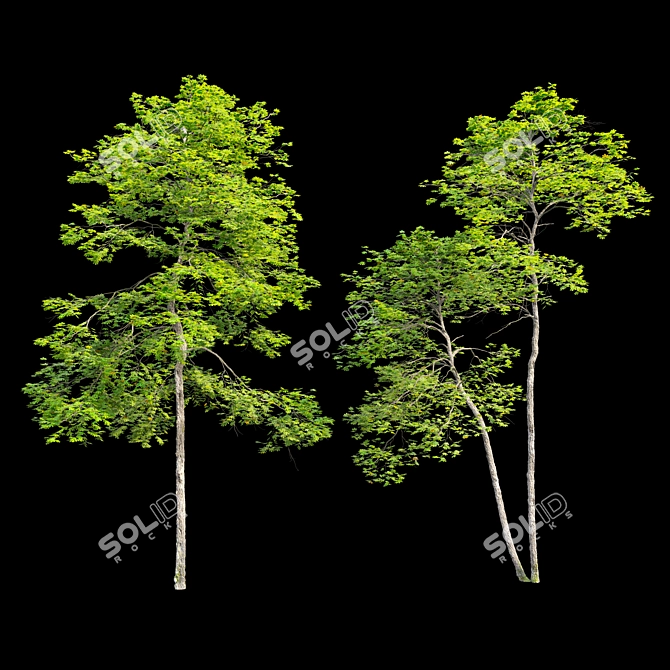 Tall Maple Trees Set with Vray Materials 3D model image 4