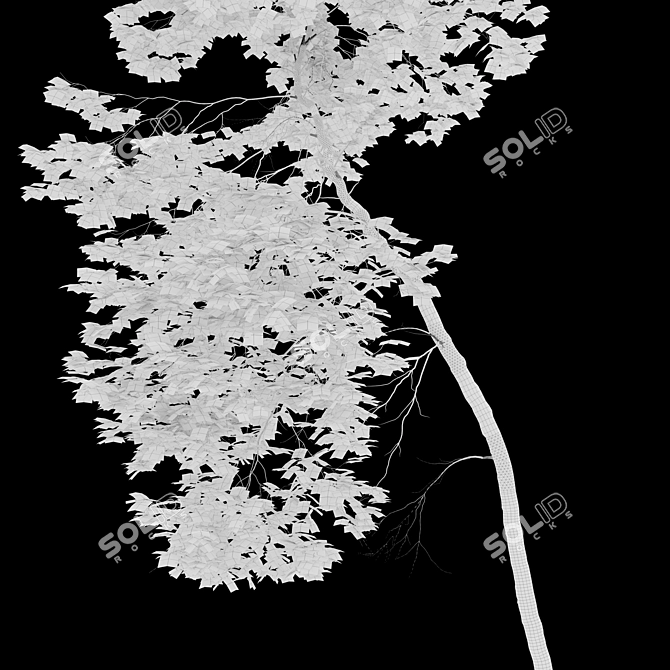 Tall Maple Trees Set with Vray Materials 3D model image 6