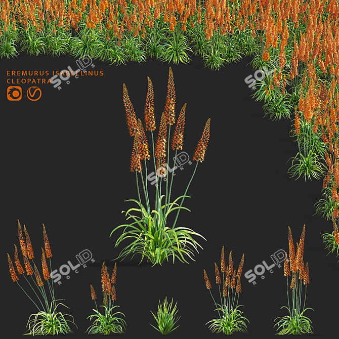 Title: Eremurus Cleopatra Flower Models 3D model image 1