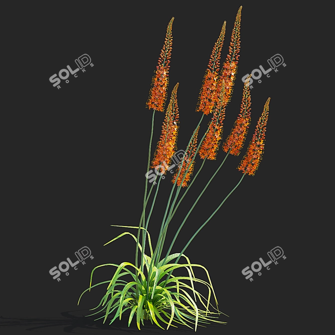 Title: Eremurus Cleopatra Flower Models 3D model image 2