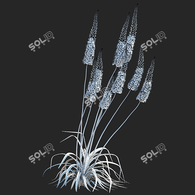 Title: Eremurus Cleopatra Flower Models 3D model image 3