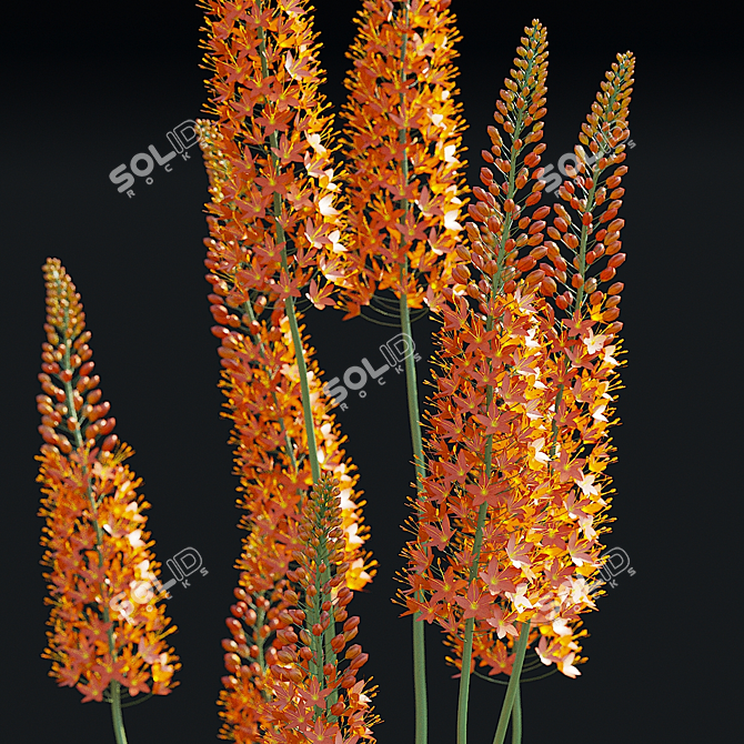 Title: Eremurus Cleopatra Flower Models 3D model image 6