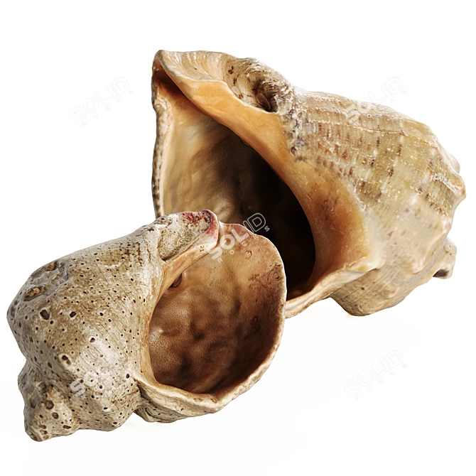 Beachcomber's Delight 3D Seashells 3D model image 1