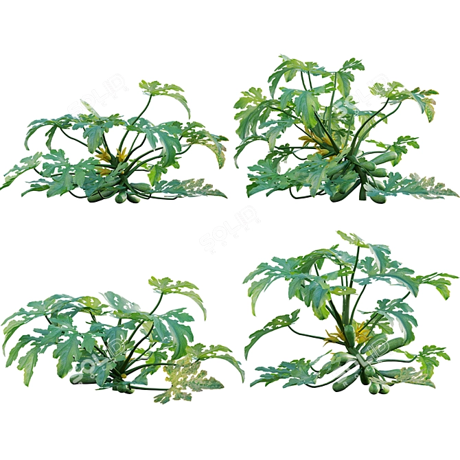 Varied 3D Plant Model Collection 3D model image 1