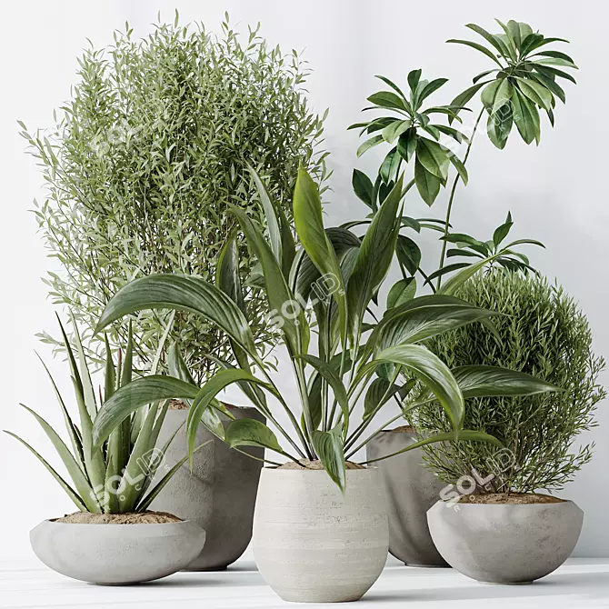 Indoor Plants Set 3D Models 3D model image 2