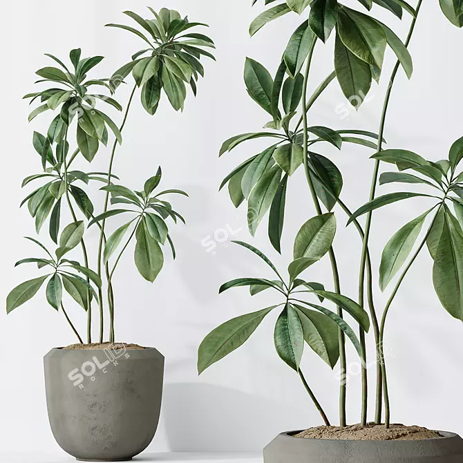 Indoor Plants Set 3D Models 3D model image 6