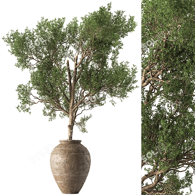 Outdoor Tree in Pot 634 3D model image 1