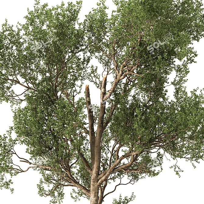 Outdoor Tree in Pot 634 3D model image 2