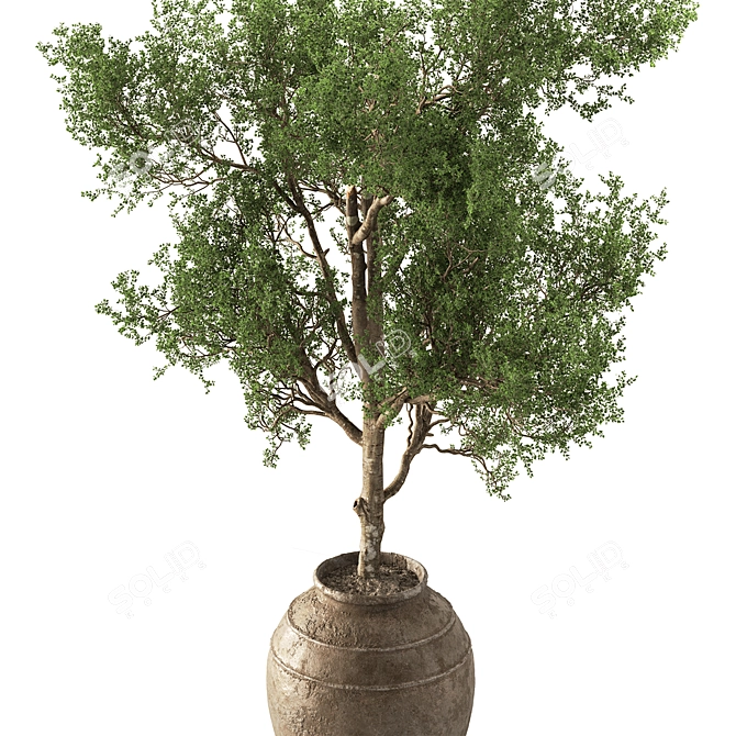 Outdoor Tree in Pot 634 3D model image 3