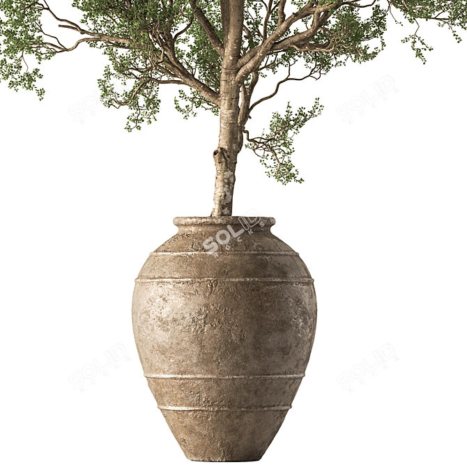 Outdoor Tree in Pot 634 3D model image 4