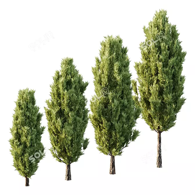 Italian Cypress Tree 19: 3D Models 3D model image 1