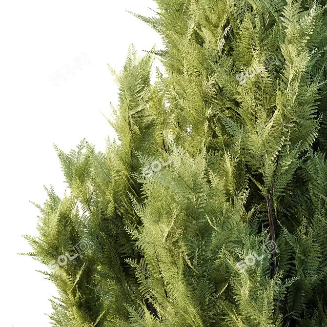 Italian Cypress Tree 19: 3D Models 3D model image 2