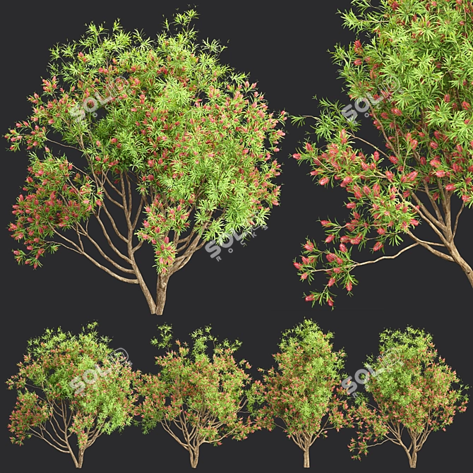 Premium Bottlebrush Bush Collection Vol.48 3D model image 1