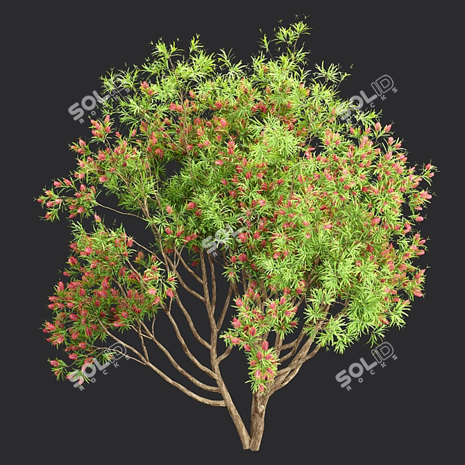 Premium Bottlebrush Bush Collection Vol.48 3D model image 2
