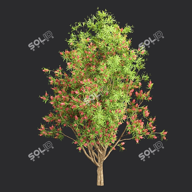 Premium Bottlebrush Bush Collection Vol.48 3D model image 4
