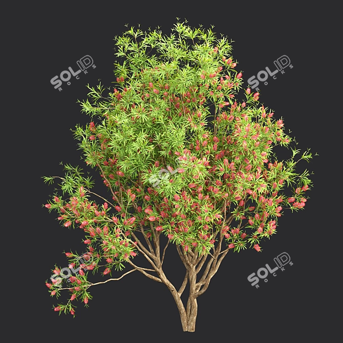 Premium Bottlebrush Bush Collection Vol.48 3D model image 5