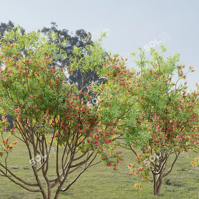 Premium Bottlebrush Bush Collection Vol.48 3D model image 6