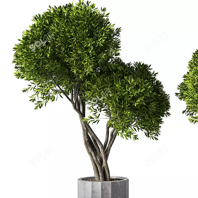 Modern Indoor Plant Set Ensemble 3D model image 2