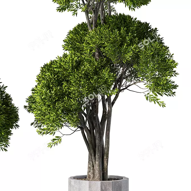 Modern Indoor Plant Set Ensemble 3D model image 3