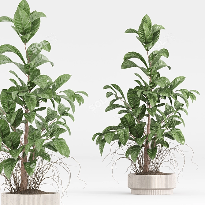  Modern Indoor Plant Set 3D model image 4