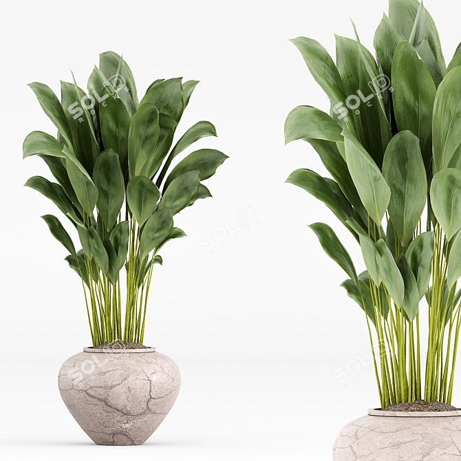  Modern Indoor Plant Set 3D model image 6