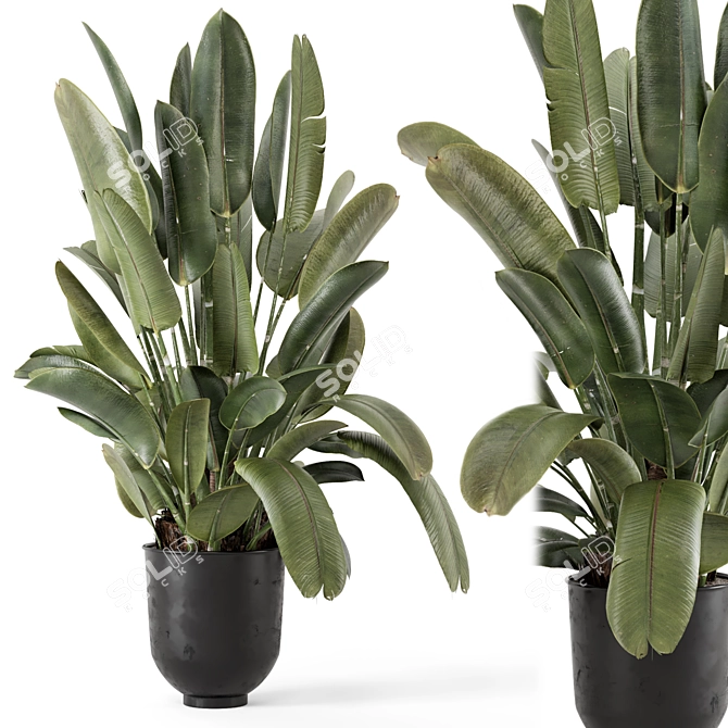 Rustic Indoor Plants Set 2343 3D model image 1