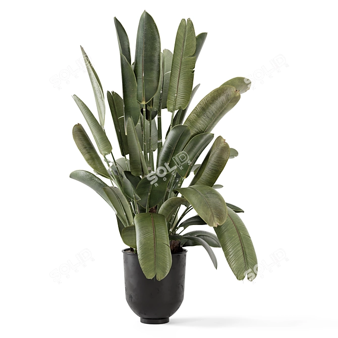 Rustic Indoor Plants Set 2343 3D model image 3