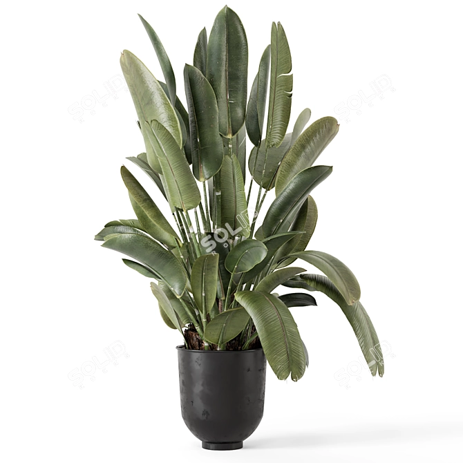 Rustic Indoor Plants Set 2343 3D model image 4