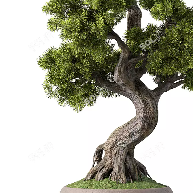 Bonsai Tree Set, 162 Miniatures 3D model image 3