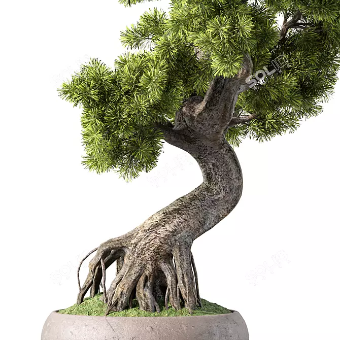 Bonsai Tree Set, 162 Miniatures 3D model image 4