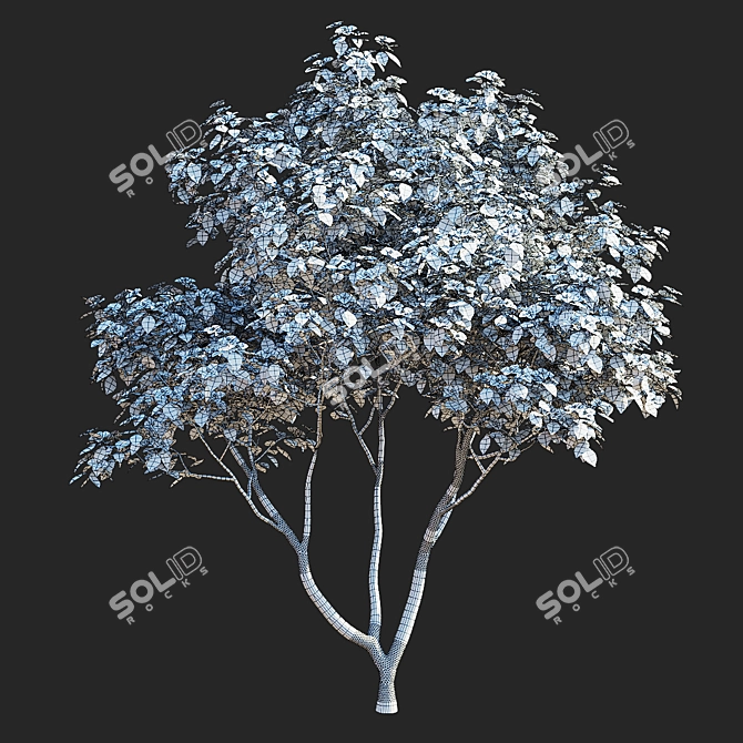 Kousa Cornus 3D Model Set 3D model image 3