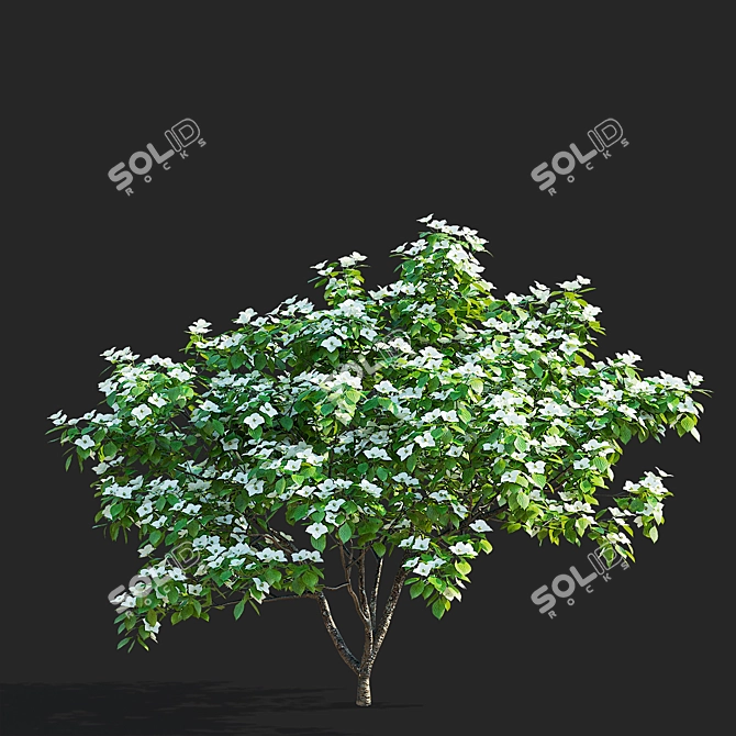 Kousa Cornus 3D Model Set 3D model image 4