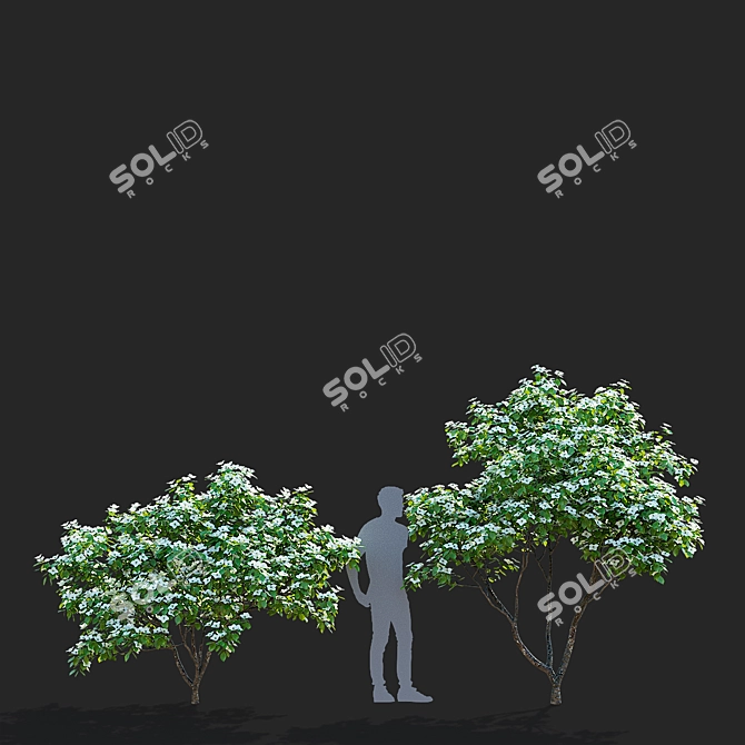 Kousa Cornus 3D Model Set 3D model image 5