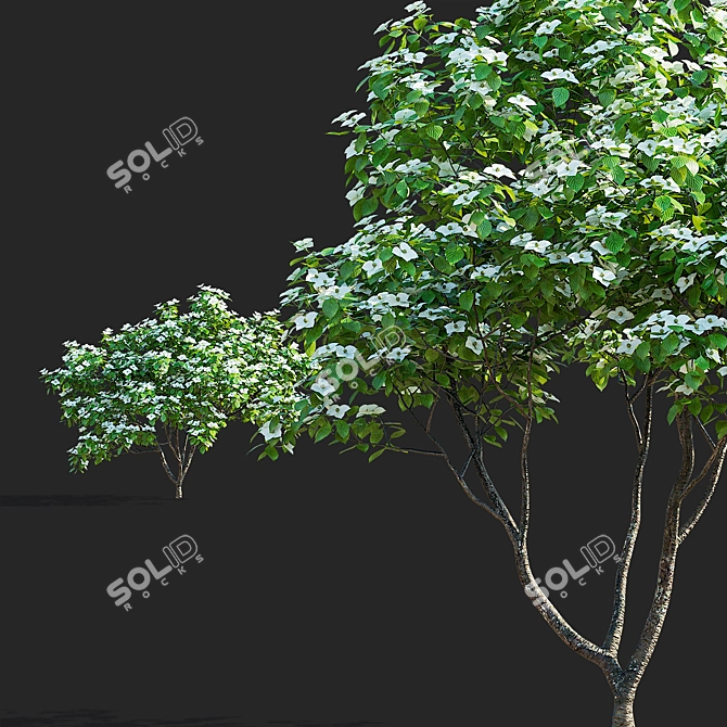 Kousa Cornus 3D Model Set 3D model image 6