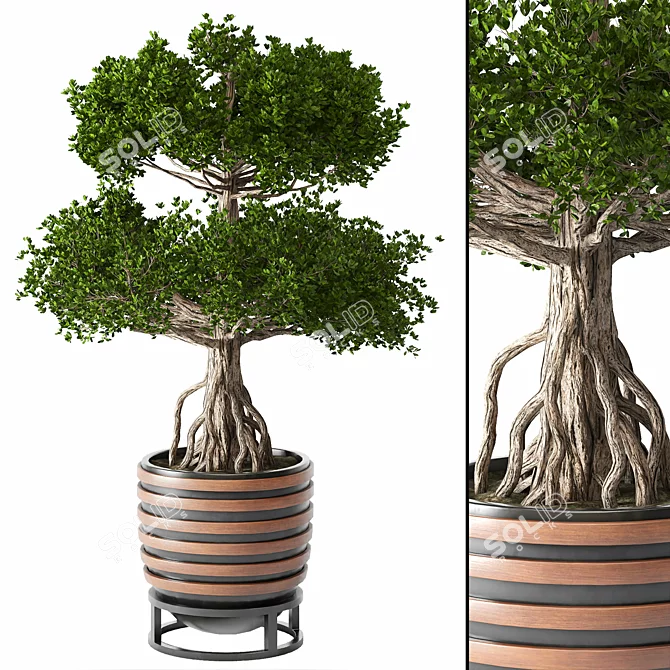 Chinese Tree 01 Outdoor Plant 3D model image 1