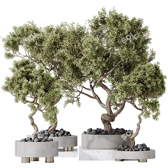 Bonsai Ginseng & Olive Set 3D model image 1