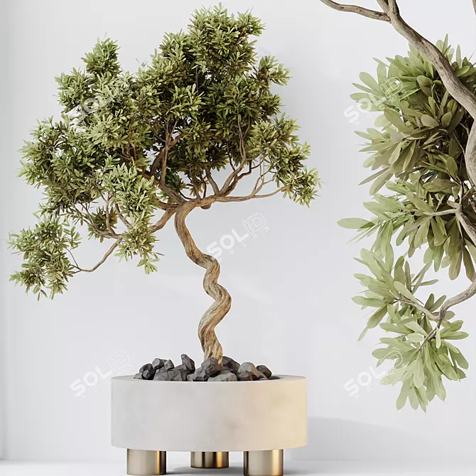 Bonsai Ginseng & Olive Set 3D model image 4