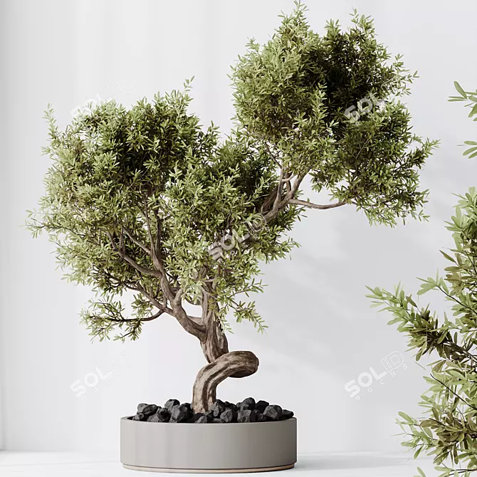 Bonsai Ginseng & Olive Set 3D model image 5