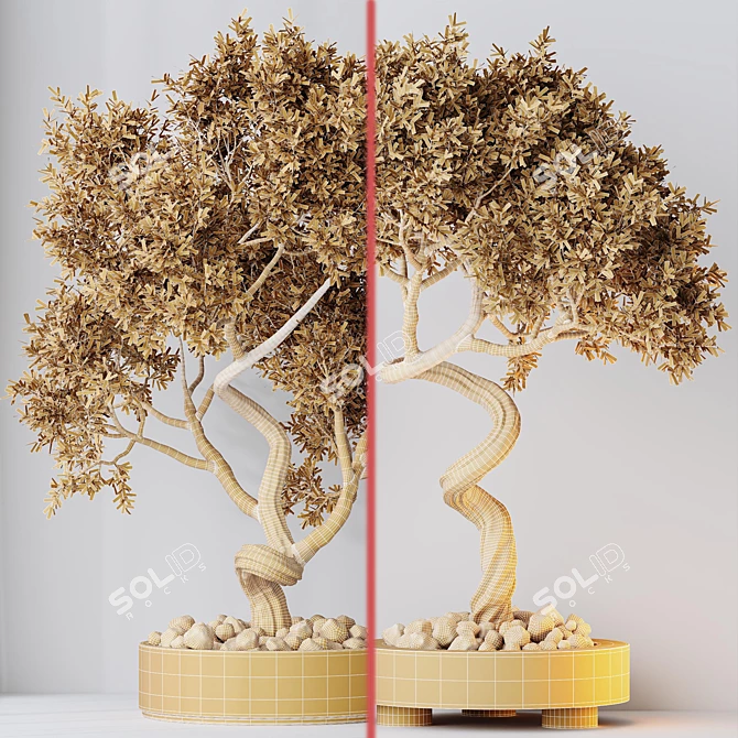 Bonsai Ginseng & Olive Set 3D model image 7