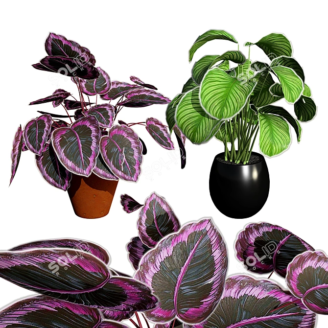 Tropical Calathea Dottie Houseplant Model 3D model image 1