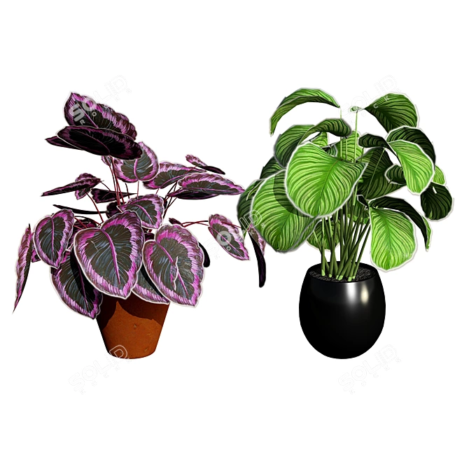 Tropical Calathea Dottie Houseplant Model 3D model image 2