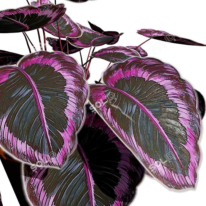 Tropical Calathea Dottie Houseplant Model 3D model image 3