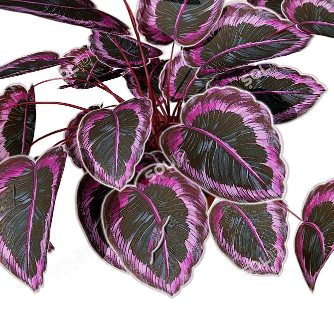 Tropical Calathea Dottie Houseplant Model 3D model image 4