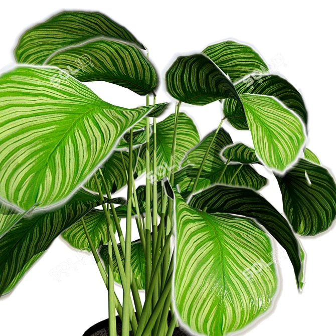 Tropical Calathea Dottie Houseplant Model 3D model image 5