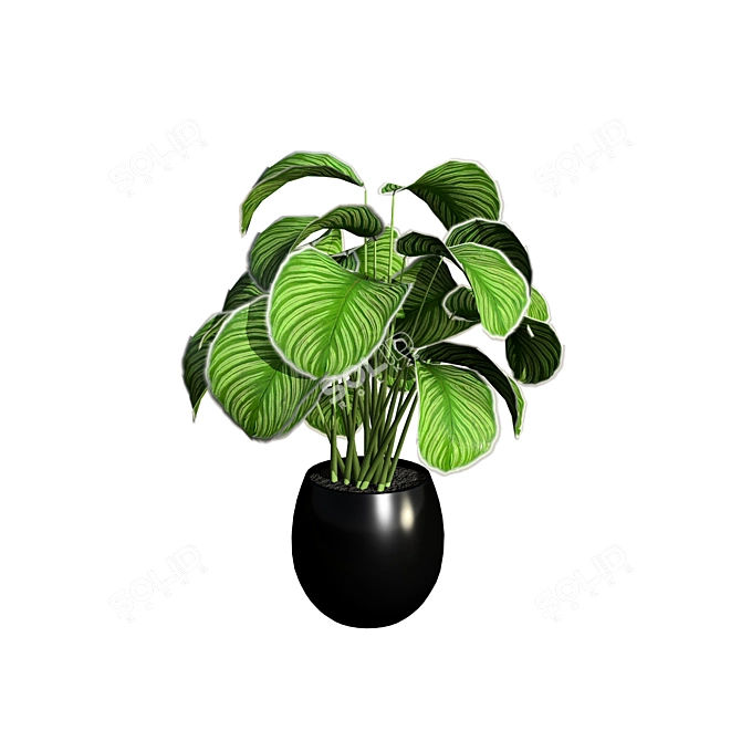 Tropical Calathea Dottie Houseplant Model 3D model image 6