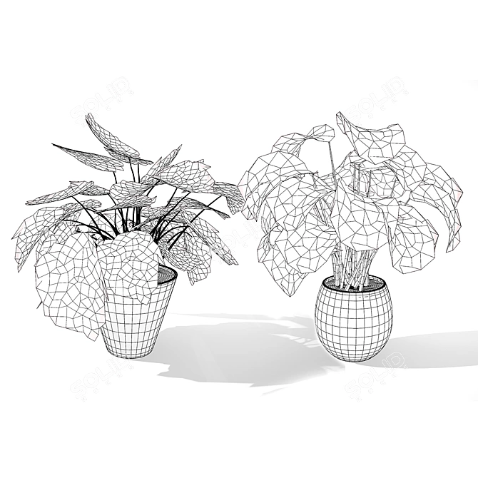 Tropical Calathea Dottie Houseplant Model 3D model image 7