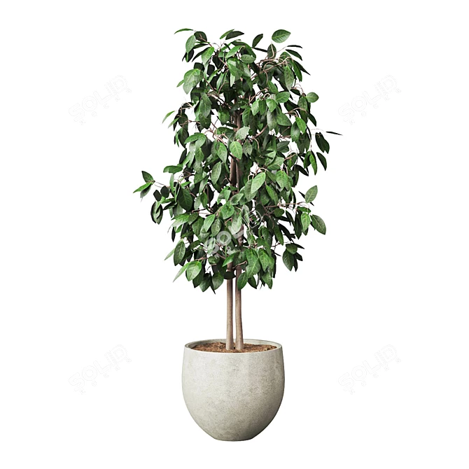 Potted Indoor Plant 3D Model 3D model image 1